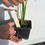 Miniaturbild: Monstera obliqua tiwinza