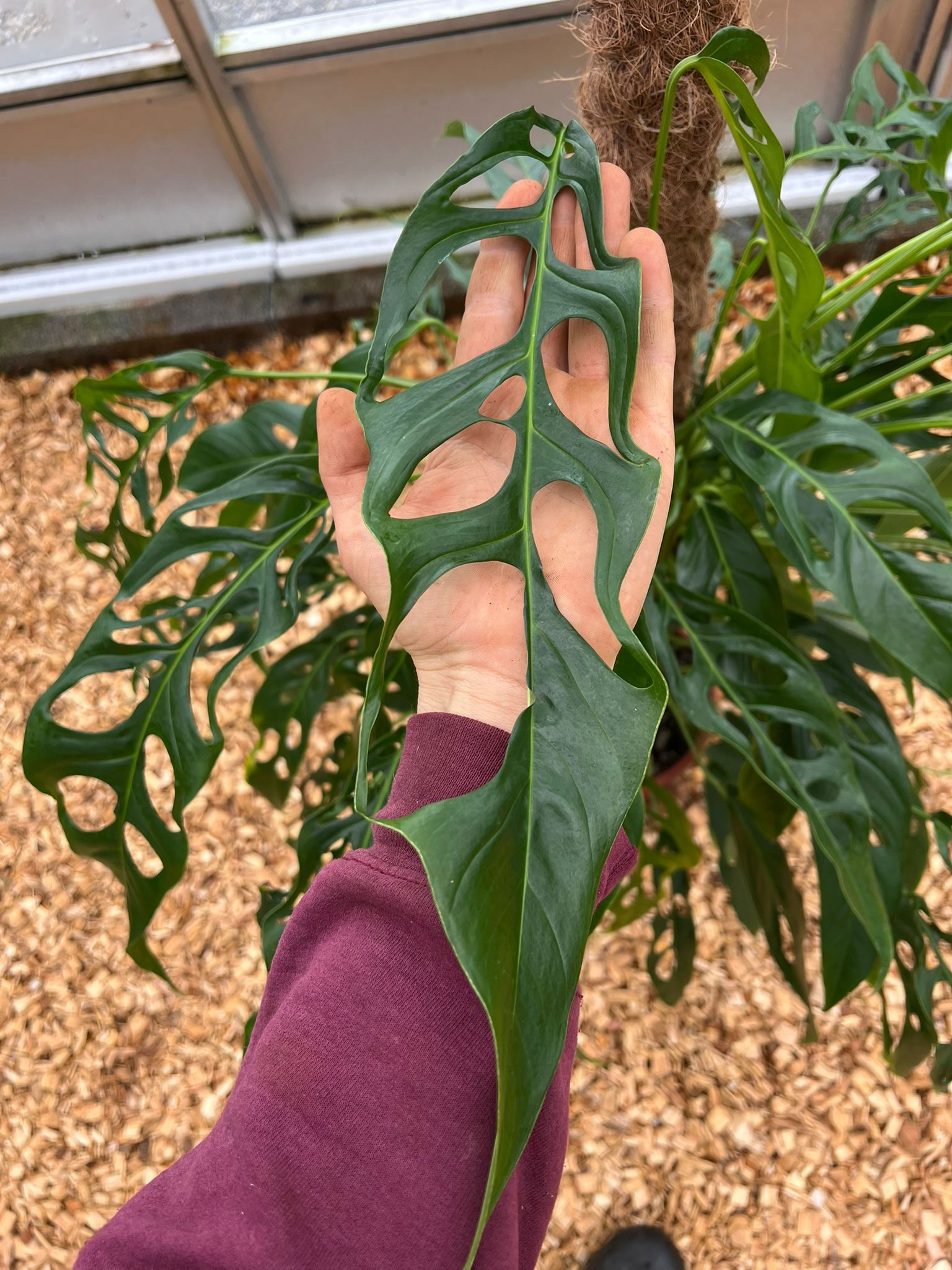 Die Größe des Blattes der Monstera Obliqua tiwinza narrow im Vergleich zur Hand