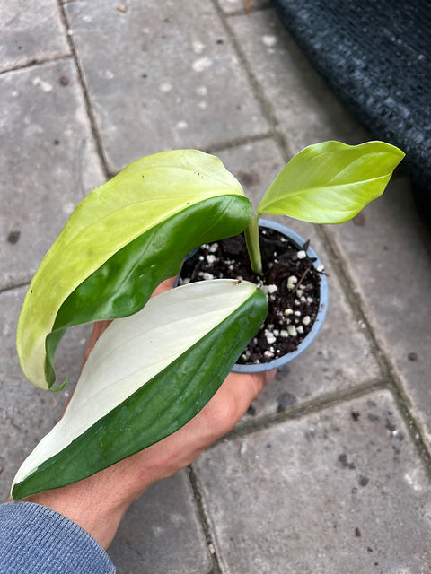 Monstera acacoyaguensis variegata 10cm pot | fordplants