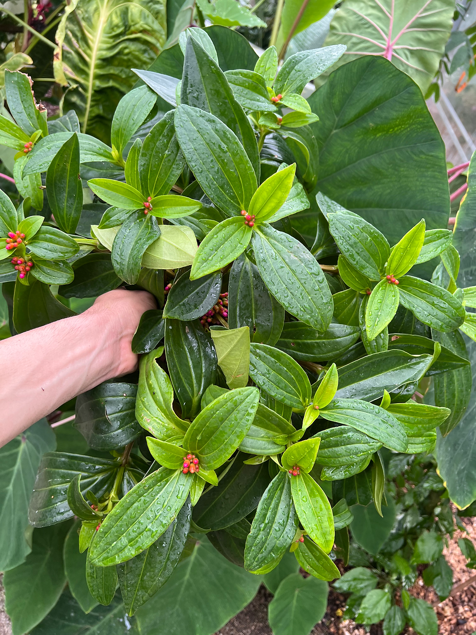 Thumbnail: Medinilla loranthoides
