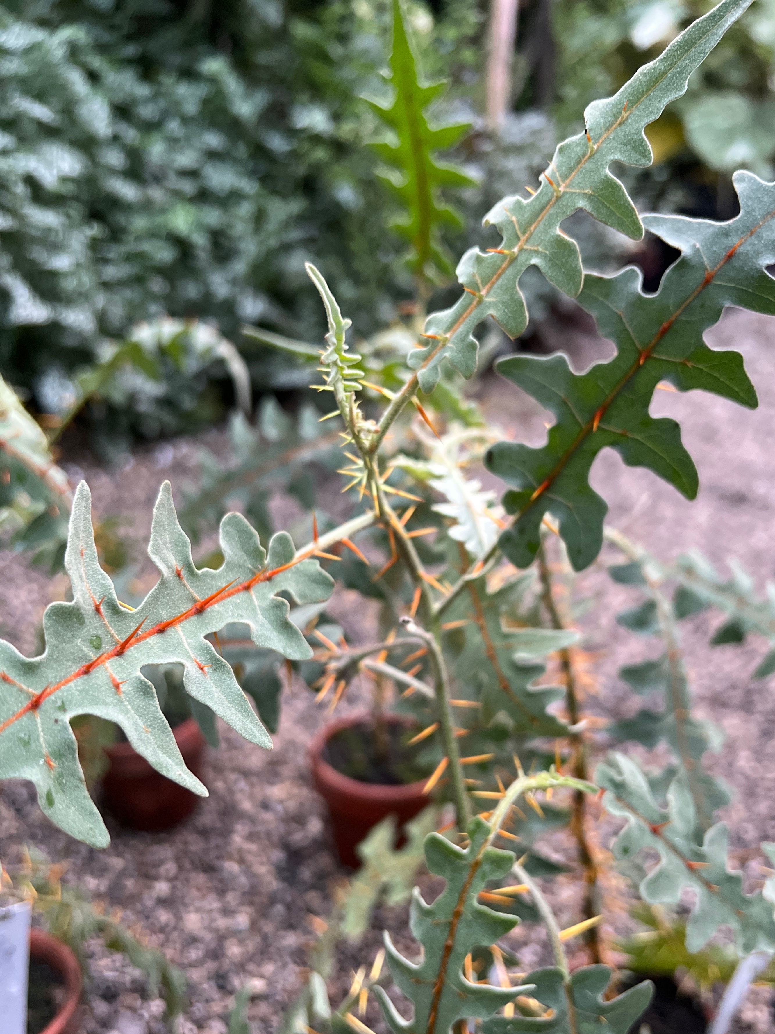 Feuerdrachenzahn (Solanum pyracanthum)