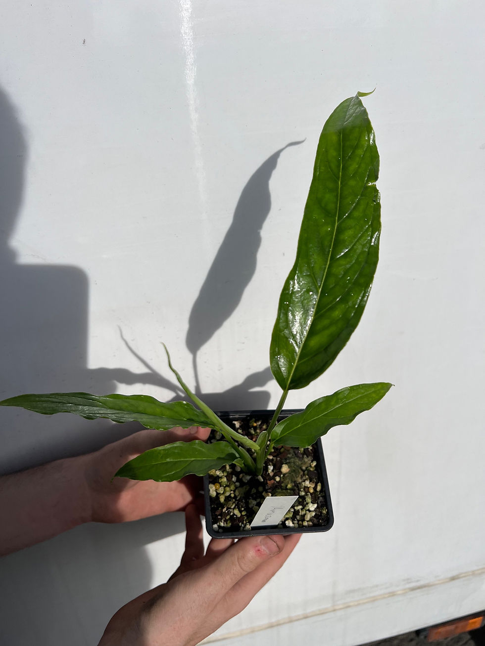 Miniaturbild: Monstera obliqua amazonas