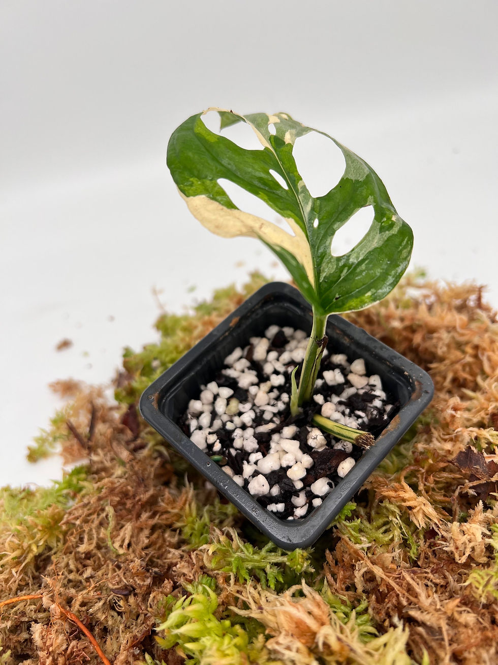 Miniaturbild: Monstera acuminata variegata 