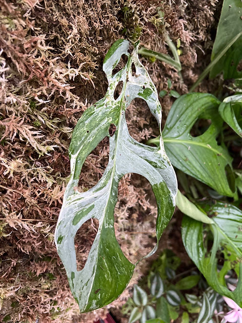 Monstera Indonesian Marble variegated | fordplants
