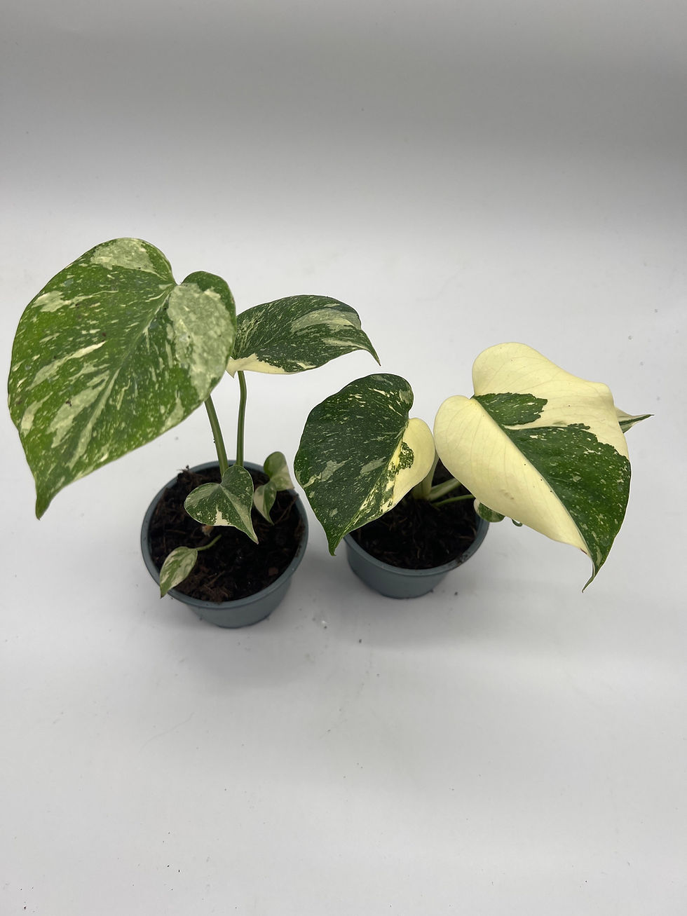 Monstera Thai constellations