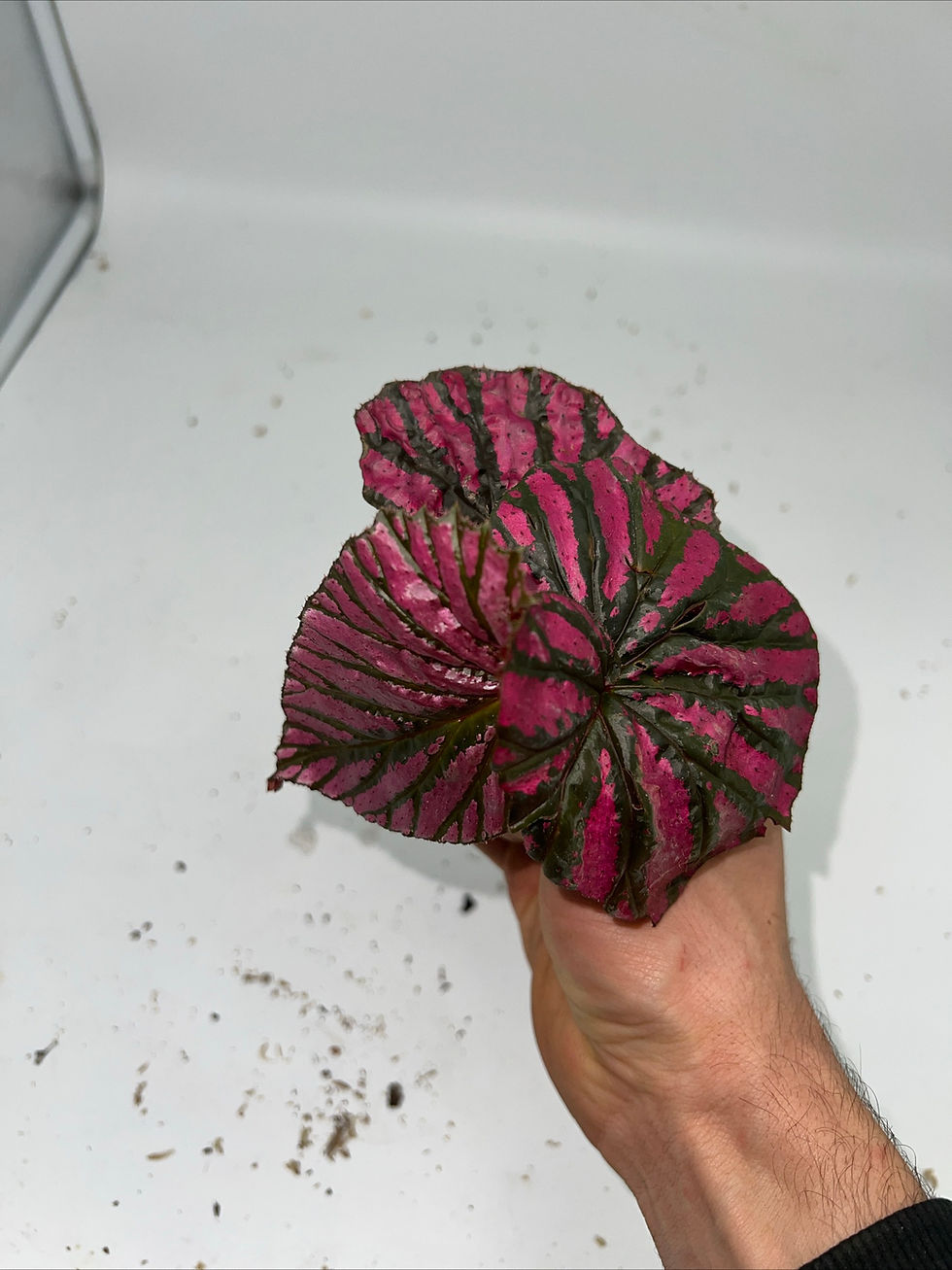 Miniaturbild: Begonia brevimosa 