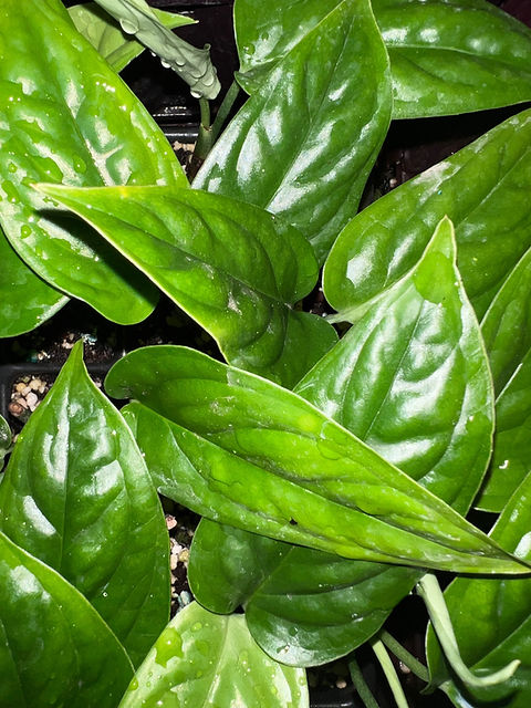 monstera samen pflanzen Monstera deliciosa Samen kaufen (geprüfte Keimquote) – Pflanzpaket main image 1