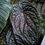 Miniaturbild: Anthurium magnificum DARK X luxurians