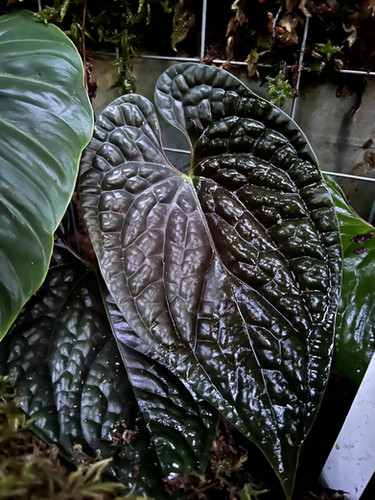 Anthurium magnificum DARK X luxurians | fordplants