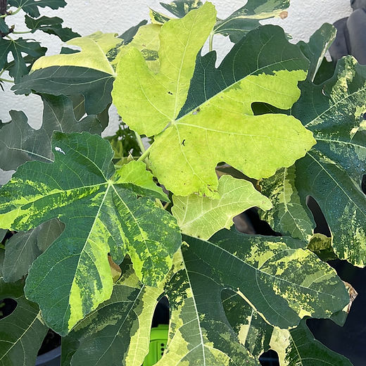 Ficus | fordplants