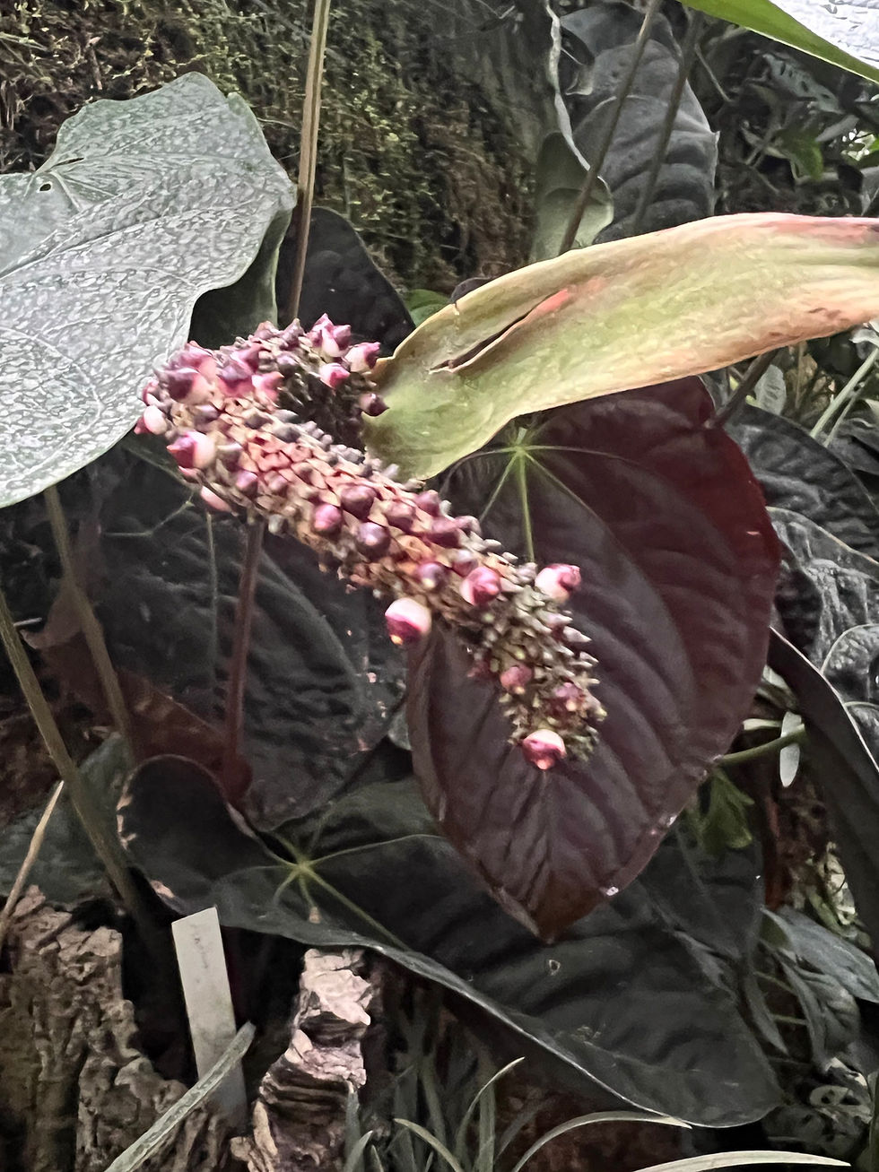 Miniaturbild: Anthurium papillilaminum 14cm Topf