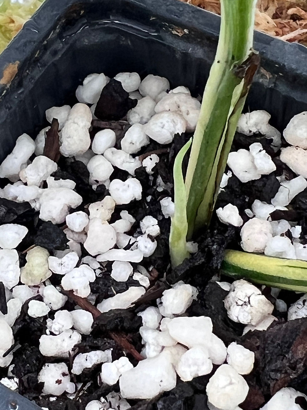 Miniaturbild: Monstera acuminata variegata 