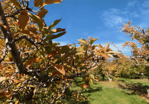 fall colors gifs