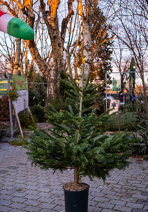 Weihnachtsbaumverkauf am Lindbergh Blue Tower Mannheim