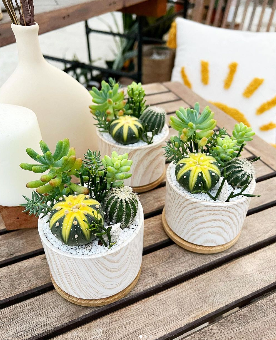 Boracay (Petito) in Wood Grain Pot