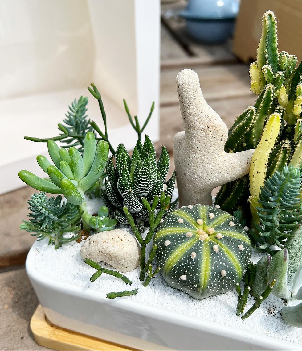 Thumbnail: Boracay in Rectangular Ceramic Pot