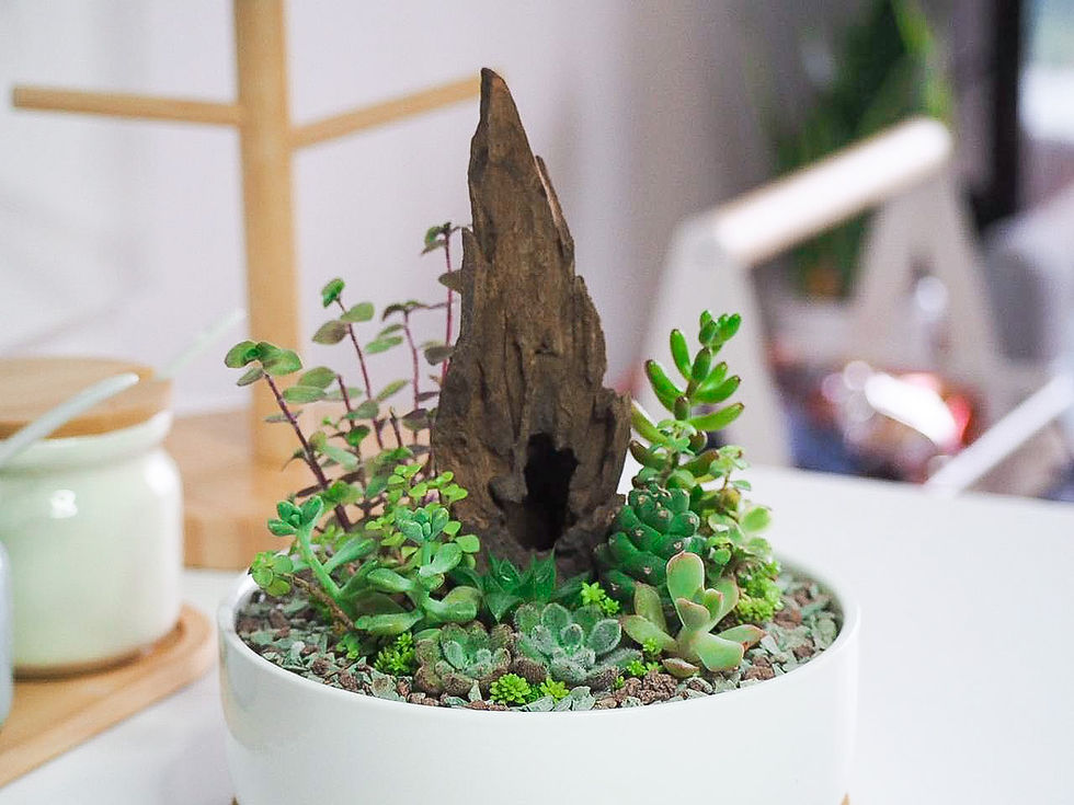 Thumbnail: Amazon in Round Ceramic Pot