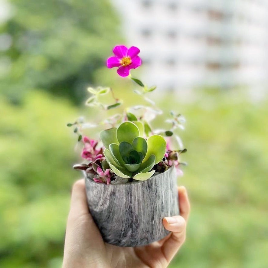 Thumbnail: Rose Blossom in Ceramic Pots