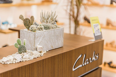 cactus succulent plant rental