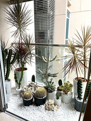 desert plant landscaping