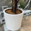 Thumbnail: Ficus Lyrata, Fiddle-leaf Fig (1.9m)