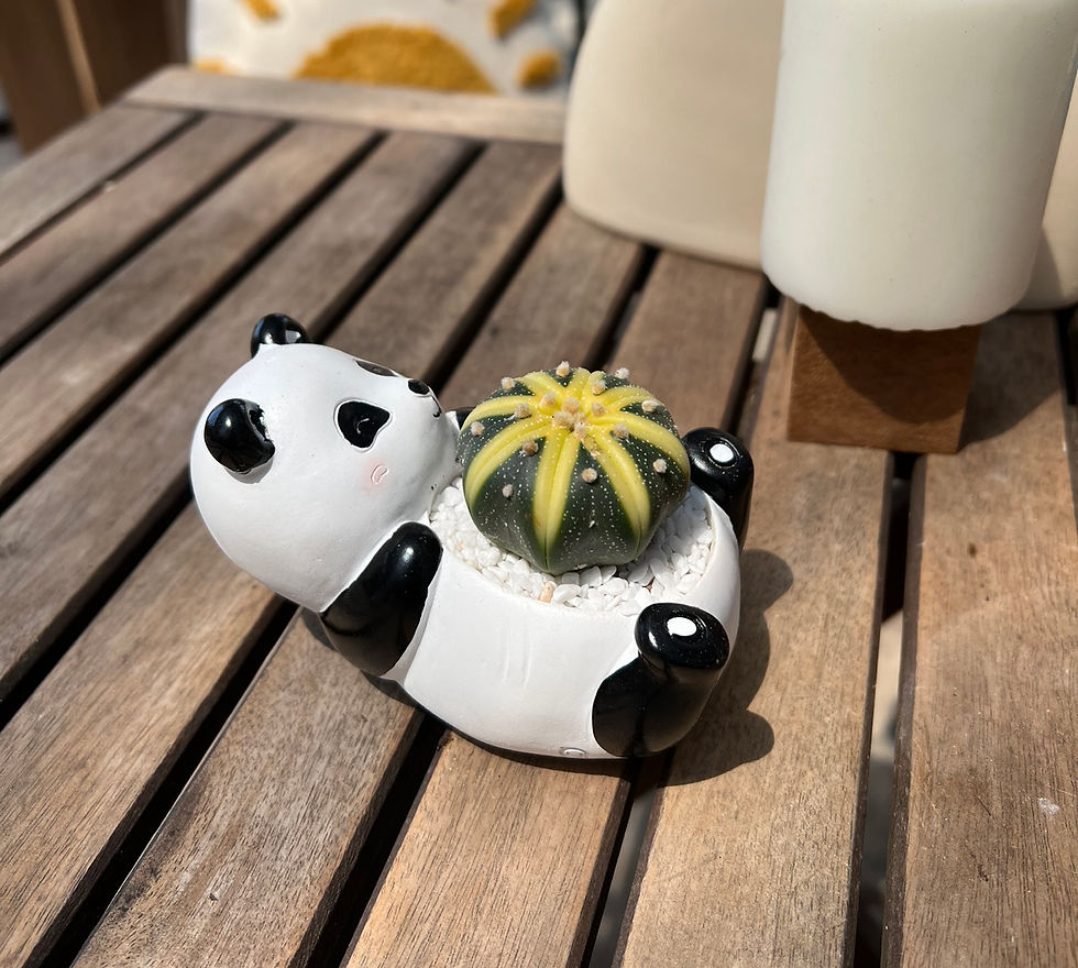 Thumbnail: Astrophytum in Polar & Panda