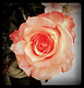 Rose.1.png