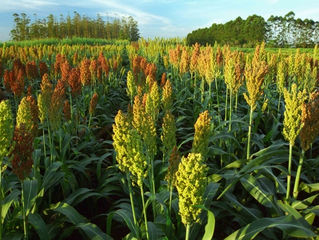 SILAGEM DE SORGO