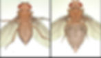 Hypervolemia in tumor-bearing flies