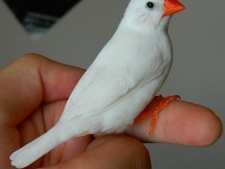 Albino Zebra İspinozu Beslemek: Sadık Turan Alp'ten Kişisel Gözlemler ve Bakım Önerileri