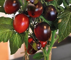 Tomaten