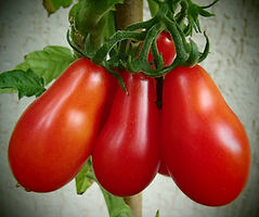 Tomaten