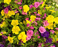 Calibrachoa gemischt gelb-pink