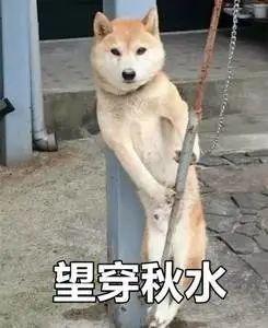 提前回国的留学生,可能连大专也读不了