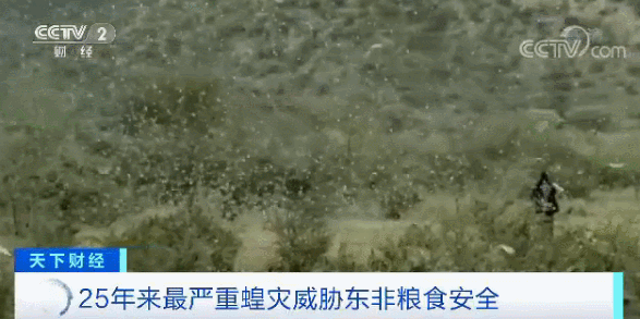 澳洲30万蝙蝠入侵!新型肺炎肆虐,美国流感10000人死亡,这是什么魔幻的2020年...