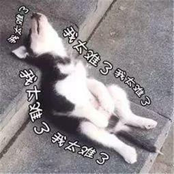 如何和导师沟通你的选题?