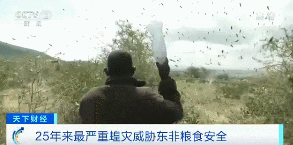 澳洲30万蝙蝠入侵!新型肺炎肆虐,美国流感10000人死亡,这是什么魔幻的2020年...