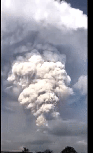 澳洲30万蝙蝠入侵!新型肺炎肆虐,美国流感10000人死亡,这是什么魔幻的2020年...