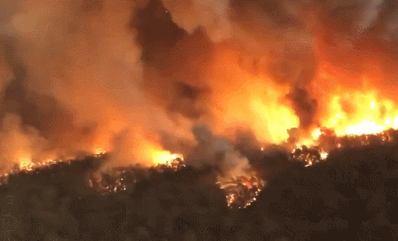 澳洲30万蝙蝠入侵!新型肺炎肆虐,美国流感10000人死亡,这是什么魔幻的2020年...