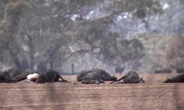 澳洲30万蝙蝠入侵!新型肺炎肆虐,美国流感10000人死亡,这是什么魔幻的2020年...