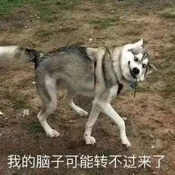 剑桥比不过悉尼大学?2019年QS毕业生就业排名出炉!