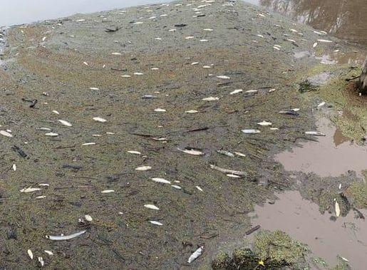 澳洲30万蝙蝠入侵!新型肺炎肆虐,美国流感10000人死亡,这是什么魔幻的2020年...