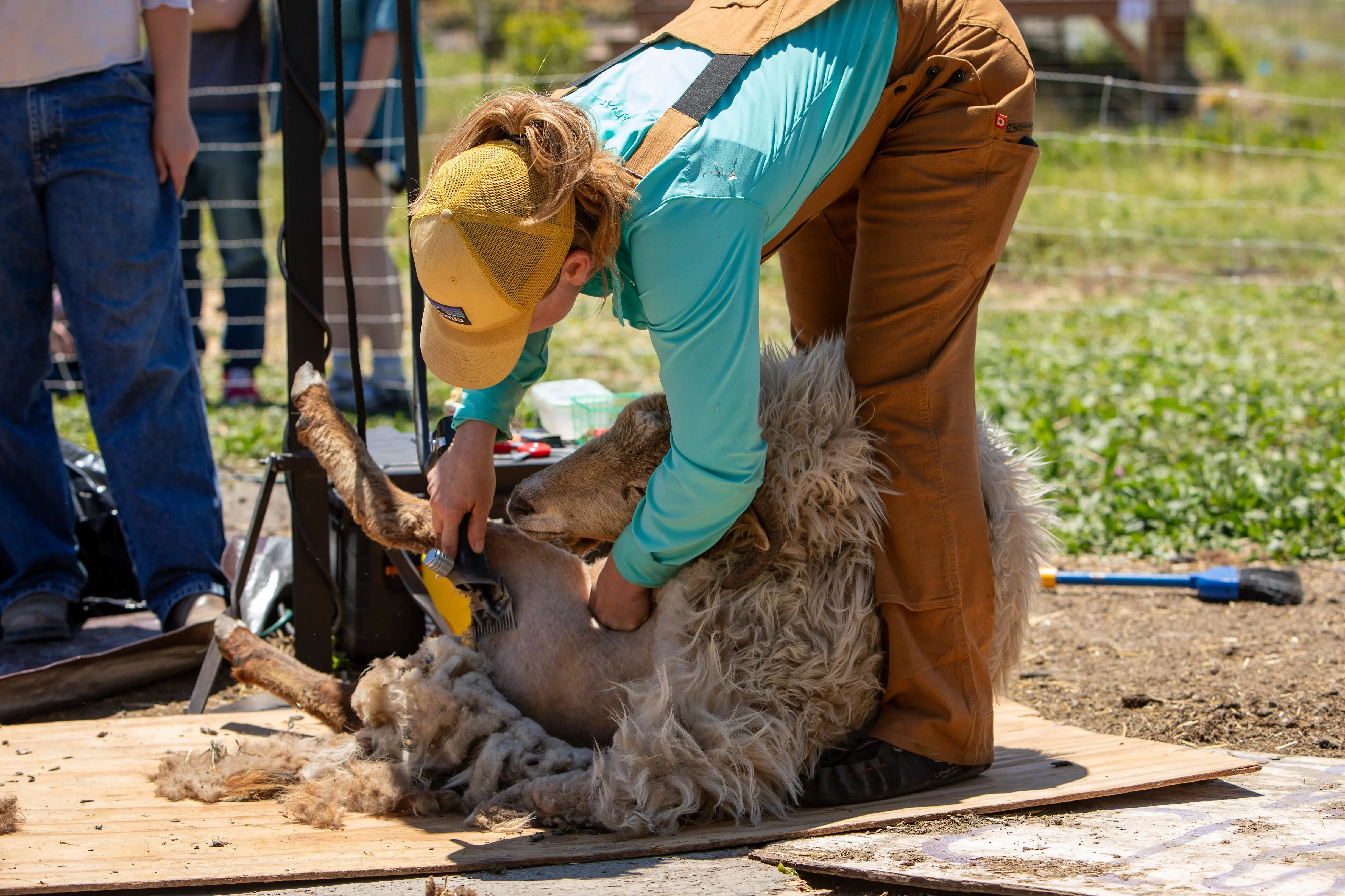 man has a sheep on it's back while shearing it's wool.
