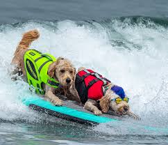 Two more dog's out surfing the waves