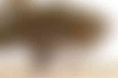 Two people standing under a large tree.