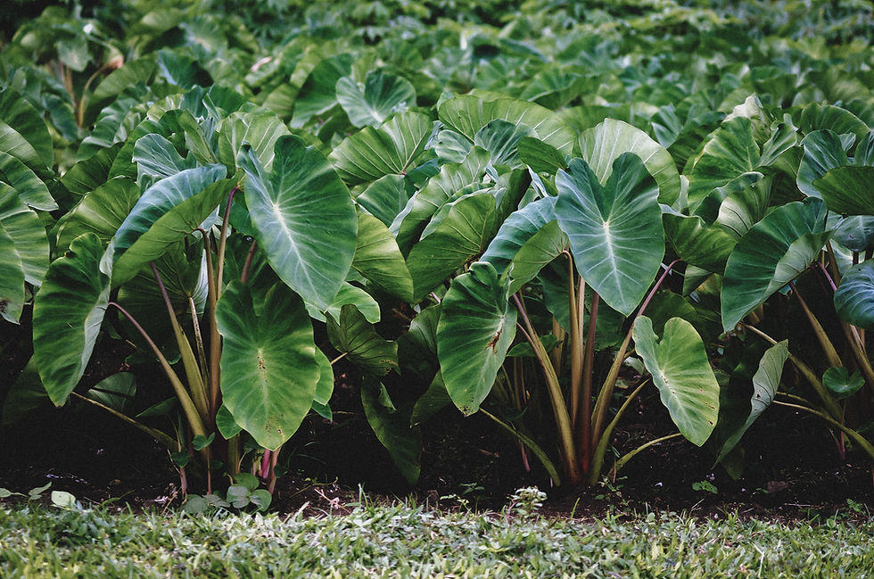 Hanalei Initiative Fundraiser