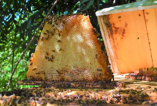 honey comb with bees (1).jpg