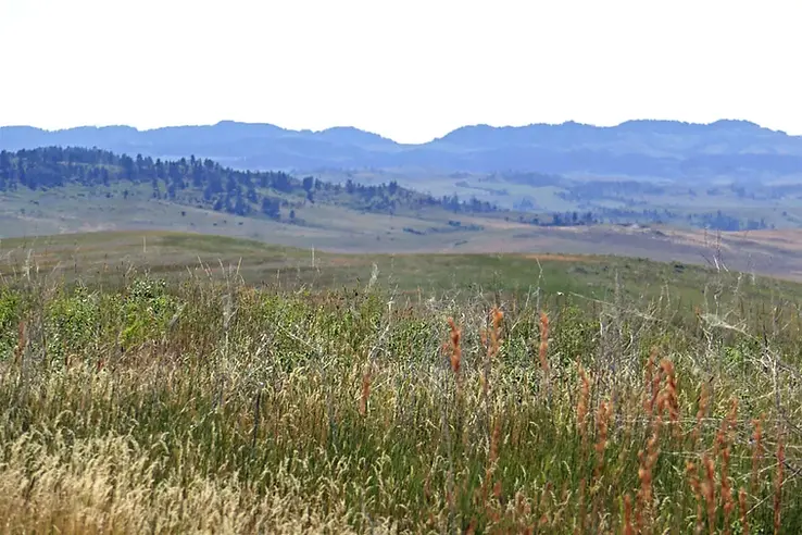 Greasy Grass.webp