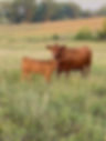 COWCALFPAIR.jpg