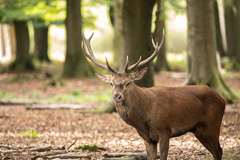 cerf parc roumare nature.jpg